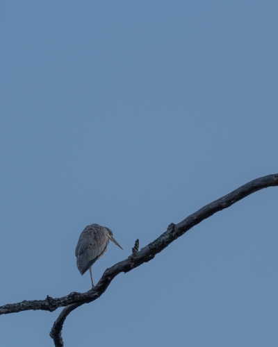 2203 Graureiher zur blauen Stunde