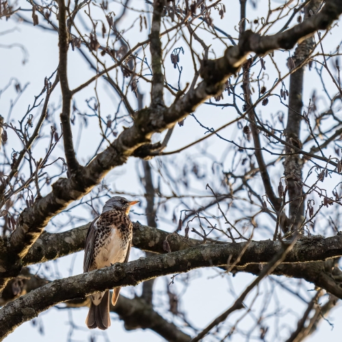 2203 Wacholderdrossel