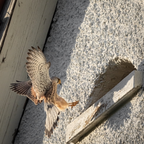 2204 männlicher Turmfalke im Nestanflug