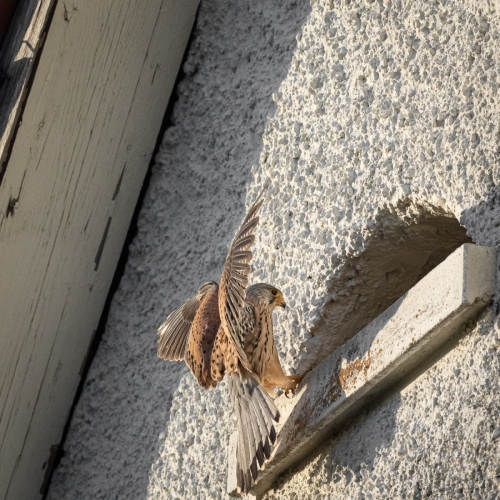 2204 männlicher Turmfalke im Nestanflug