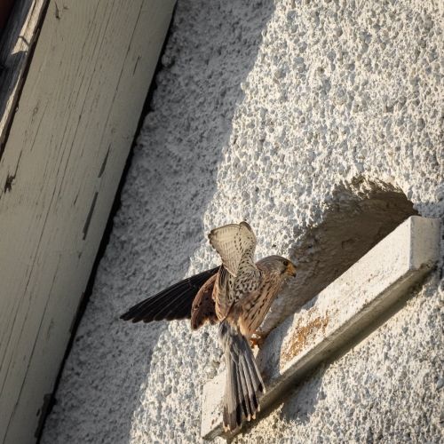 2204 männlicher Turmfalke im Nestanflug