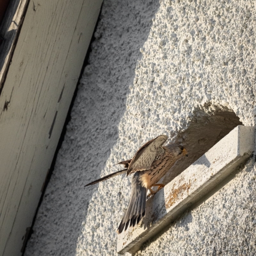 2204 männlicher Turmfalke im Nestanflug