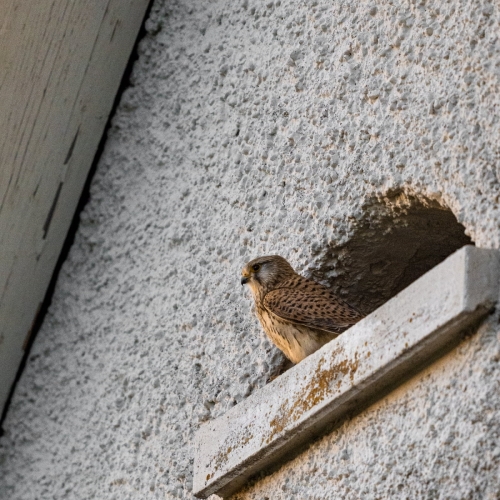 2204 Turmfalke im Nest