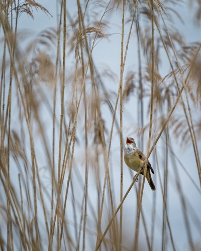 2205 Drosselrohrsänger