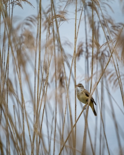 2205 Drosselrohrsänger