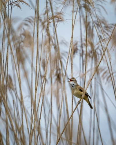 2205 Drosselrohrsänger