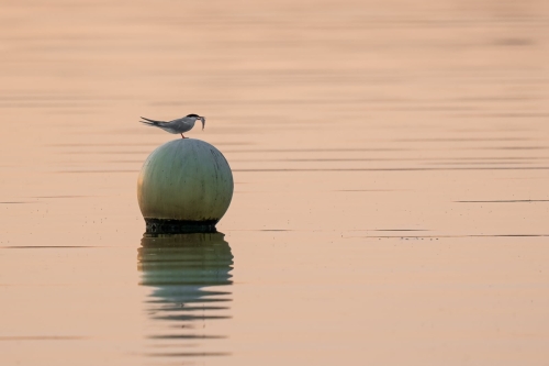 2205 Flussseeschwalbe beim Abendmahl