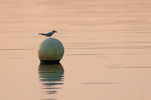 2205 Flussseeschwalbe beim Abendmahl
