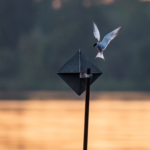 2205 Flussseeschwalbe im Anflug