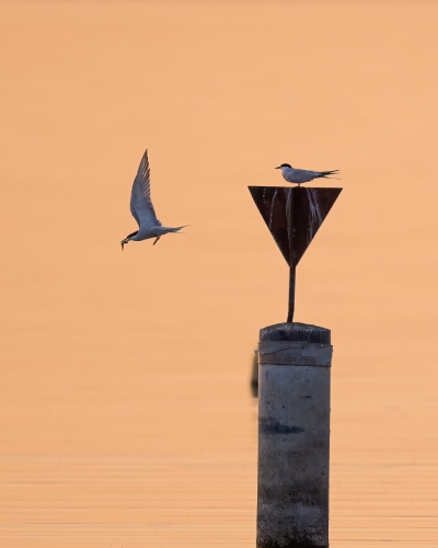 2205 Flussseeschwalben-Paar