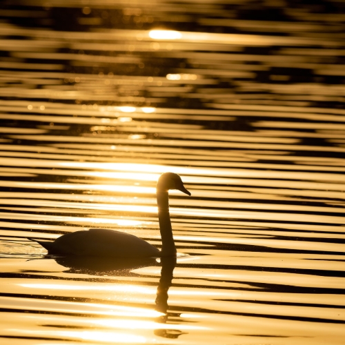 2205 Höckerschwan in der Abendsonne