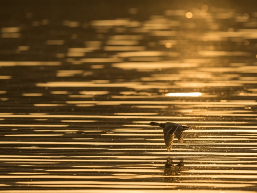 2205 Stockente im Abendsonnenlicht