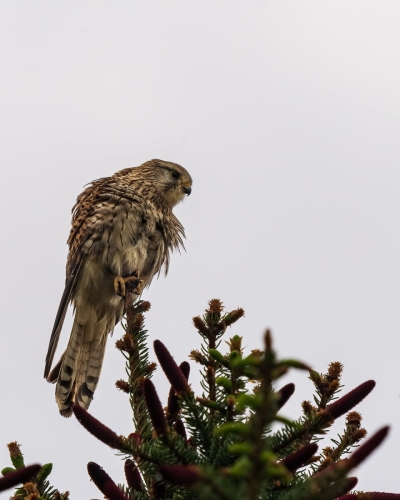 2205 Turmfalke auf Ausschau