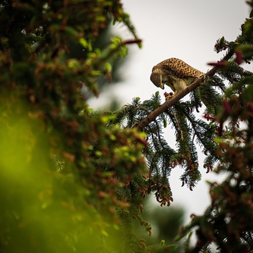 2205 weiblicher Turmfalke beim Abendmahl