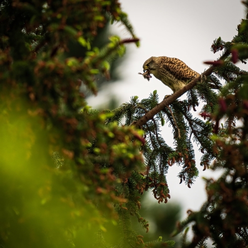 2205 weiblicher Turmfalke beim Abendmahl