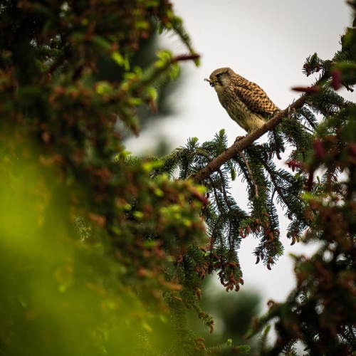 2205 weiblicher Turmfalke beim Abendmahl