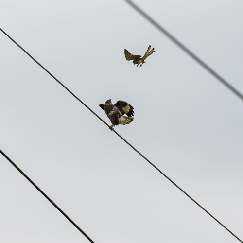 2205 Turmfalke greift Mäusebussard an