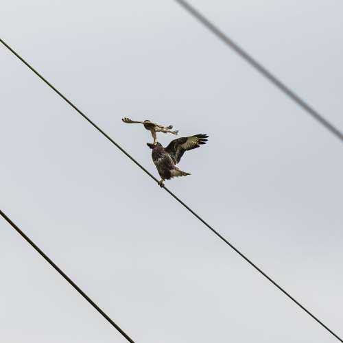 2205 Turmfalke greift Mäusebussard an