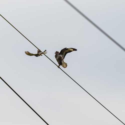 2205 Turmfalke greift Mäusebussard an